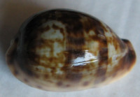 Cypraea zonata Gmelin, 1791